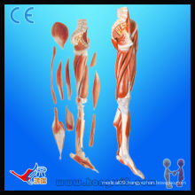 ISO Anatomical Muscle Model of Lower Limb